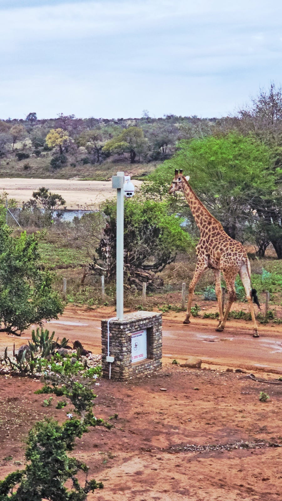 A giraffe walking beside the pole-mounted Ting Vision camera at South Post at Kruger