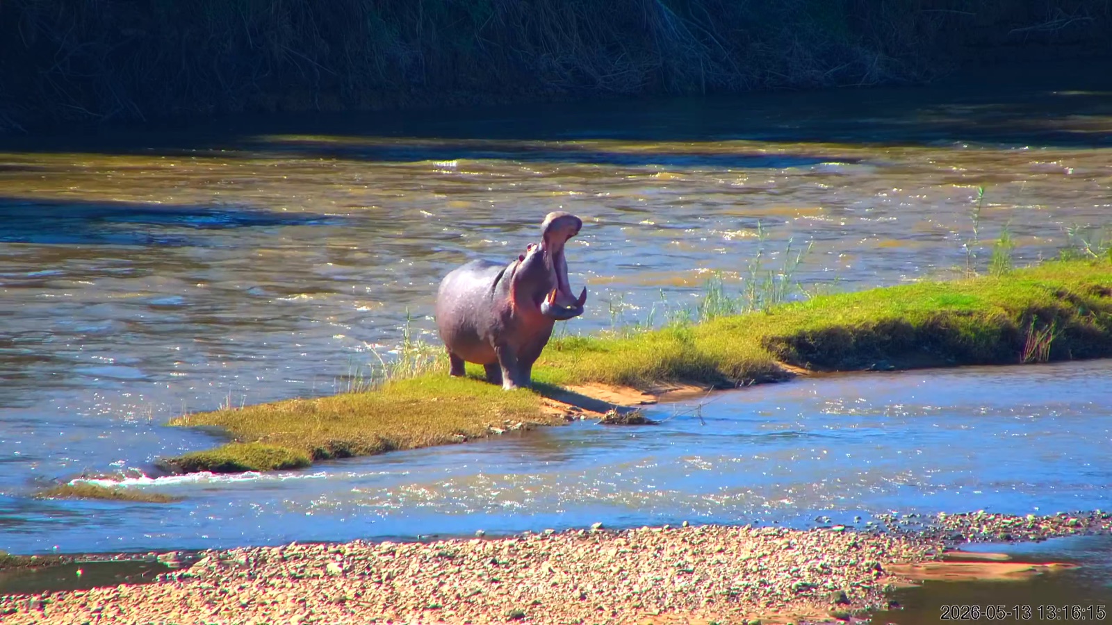 Hippo captured beside a river by a Ting Vision camera