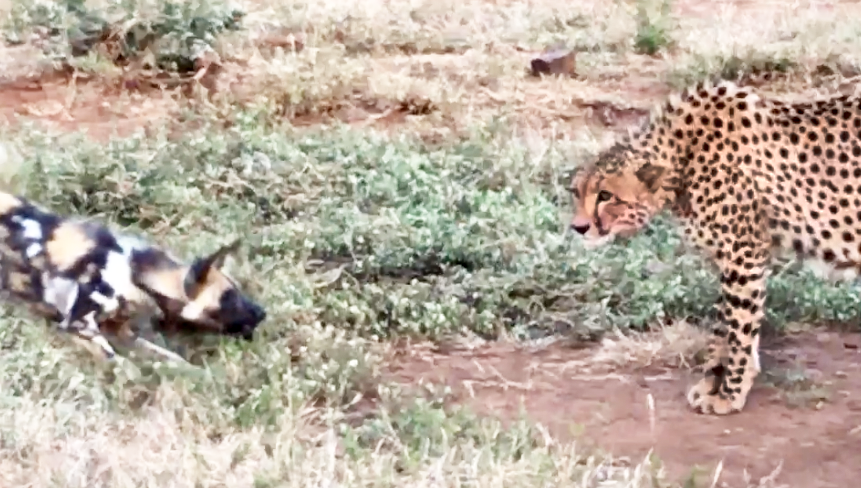 Wild Dogs vs Cheetah Standoff Over a Kill