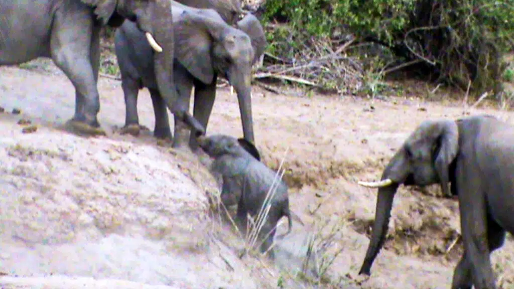 Elephants Help Calf That Can't Get Up the Ridge