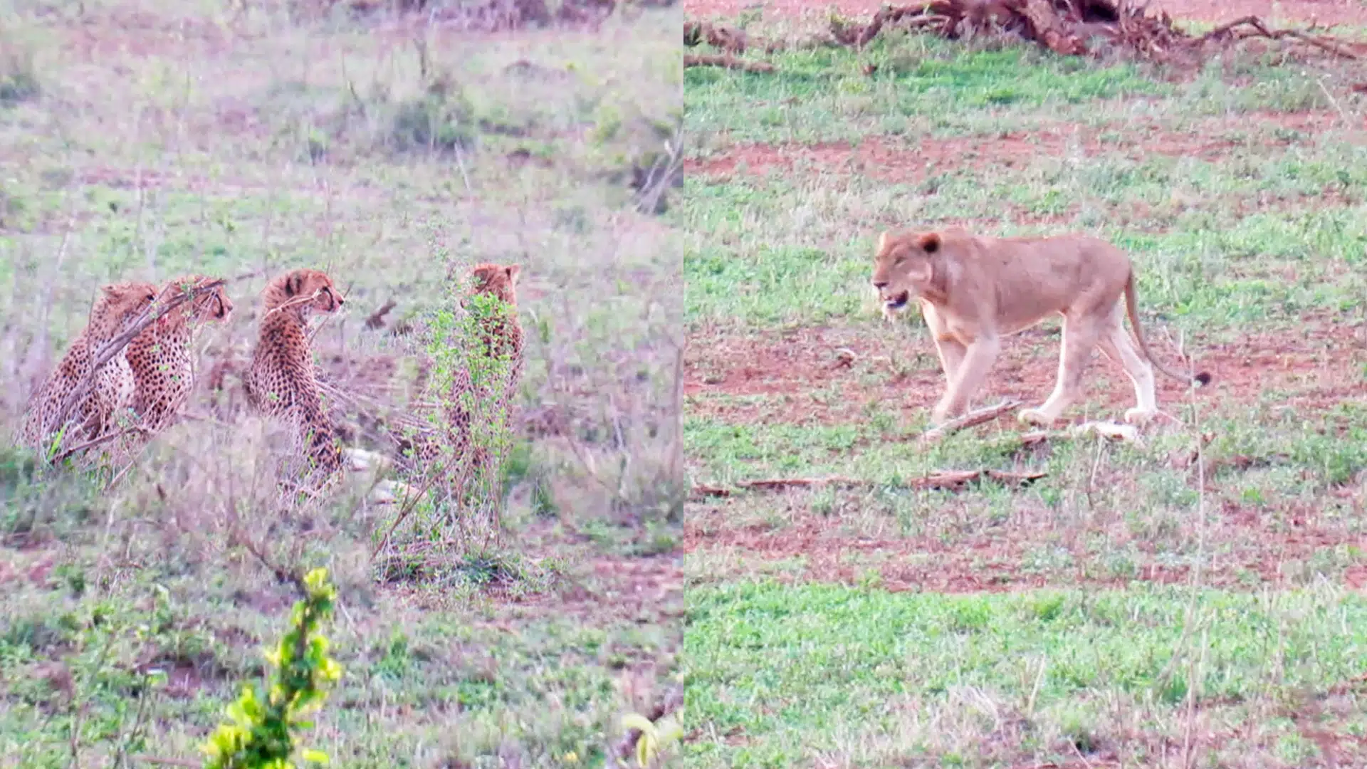 1 Lioness Steals Impala from 5 Cheetahs