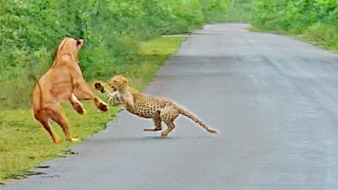 Lion Attacks Leopard in Road