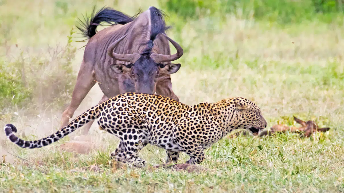 Wildebeest Tries Saving her Calf From Leopard & Warthogs