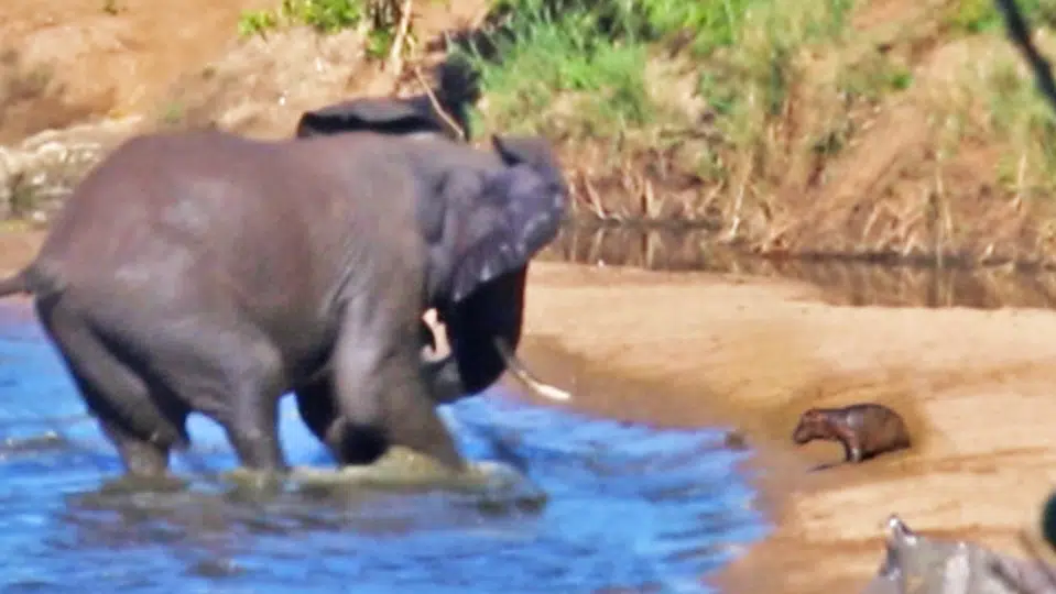 Grumpy Elephant Tries to Stab Baby Hippo