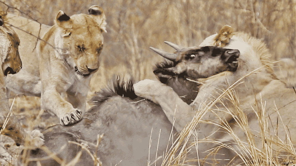Wildebeest Escapes Twice From Distracted Lions