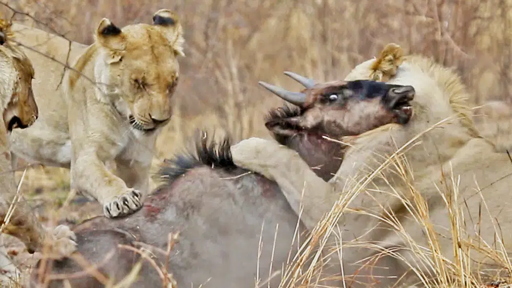 Wildebeest Escapes Twice From Distracted Lions