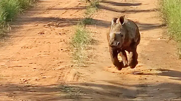 The Most Excited Baby Rhino Ever!