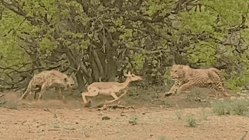 Leopard & Hyena Fight over Pregnant Impala While it Tries to Run Away