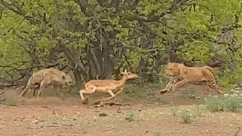 Leopard & Hyena Fight over Pregnant Impala While it Tries to Run Away