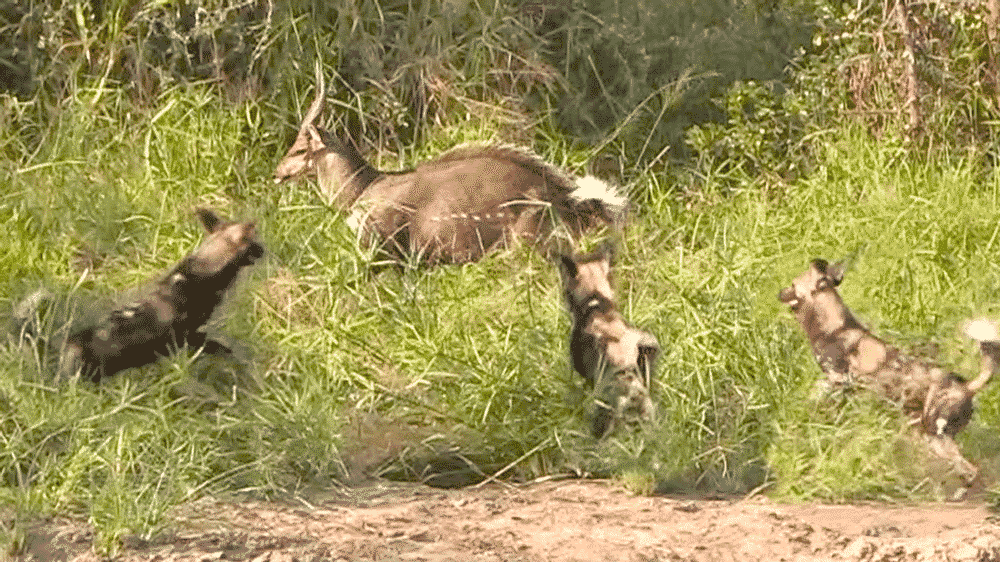 Wild Dogs Eat Bushbuck Alive as it Fights Back