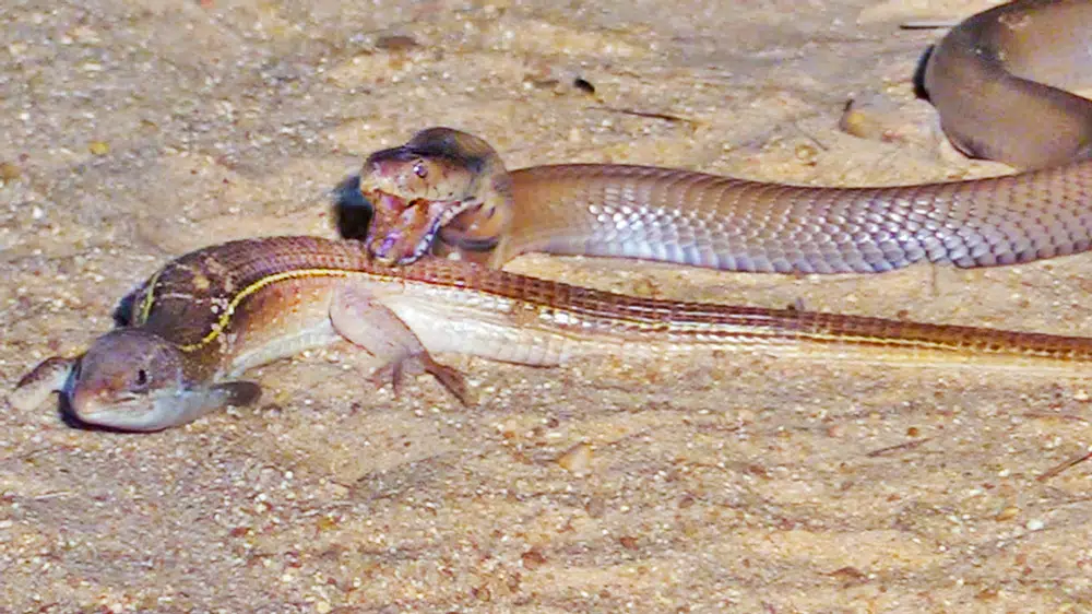 Battle Between Cobra and Lizard