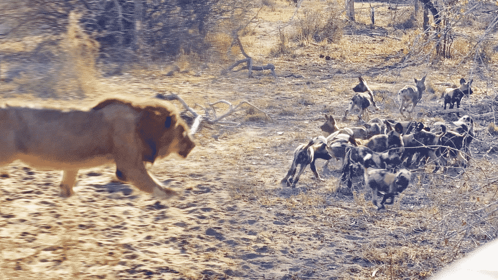 Male Lion Takes Out Wild Dog Pups