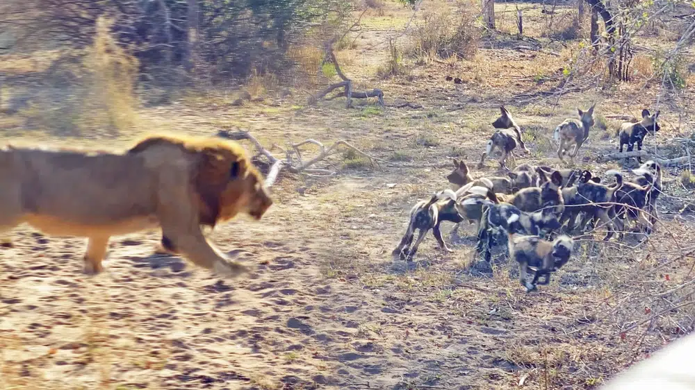 Male Lion Takes Out Wild Dog Pups