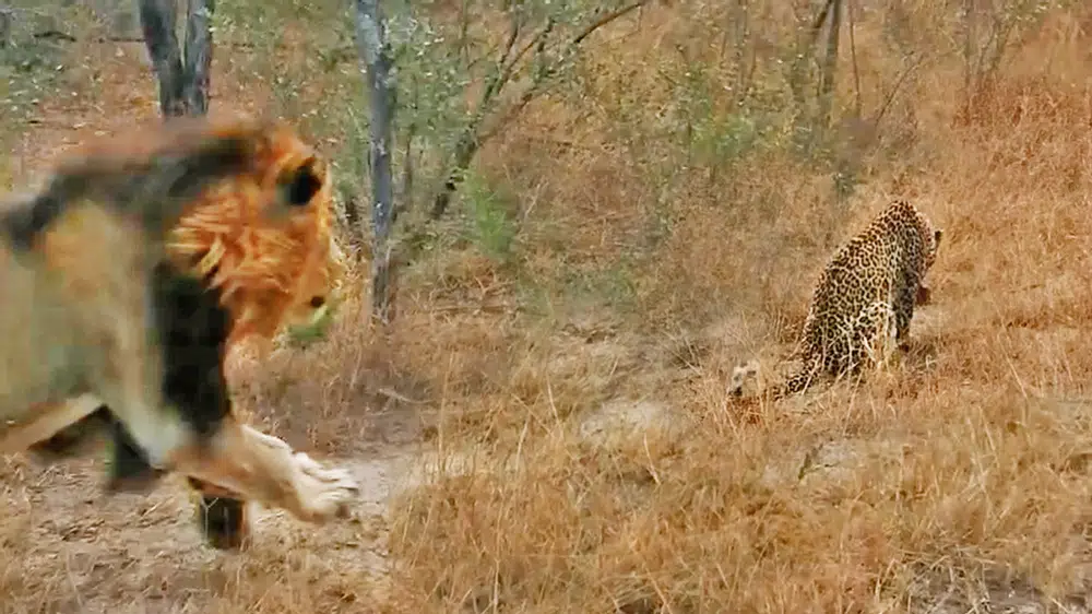 Male Lion Gives Leopard the Fright of its Life
