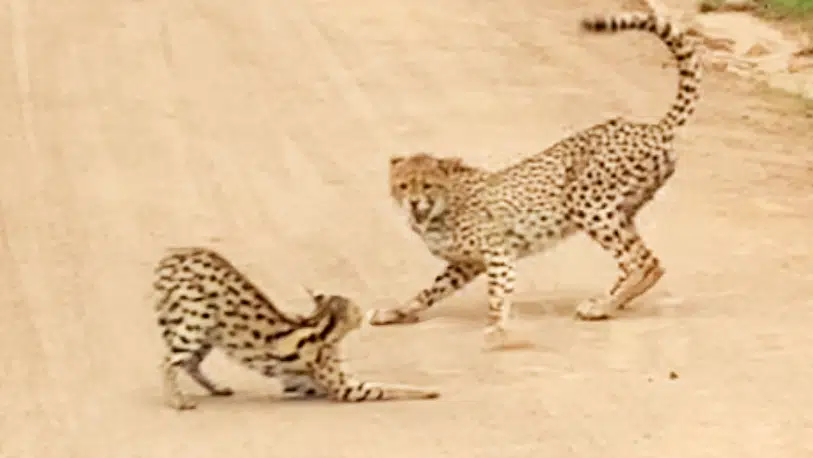 Serval vs Cheetahs