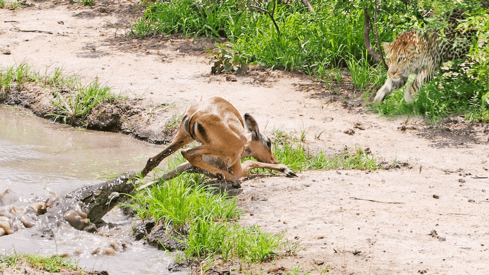 Impala Escapes Crocodile Only to Get Caught by Leopard