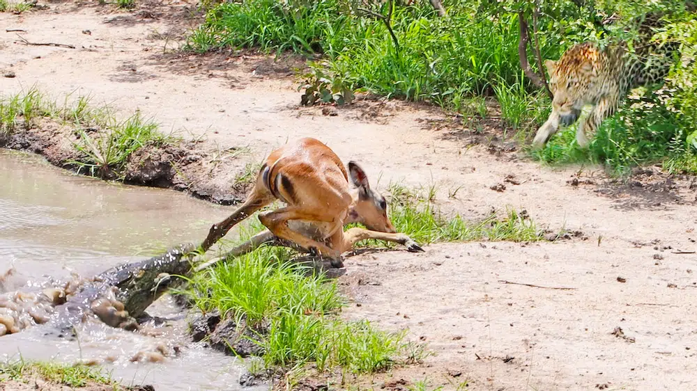 Impala Escapes Crocodile Only to Get Caught by Leopard