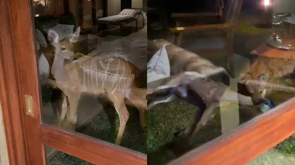 Kudu Being Admired From Tourist’s Room Gets Caught by Hyena