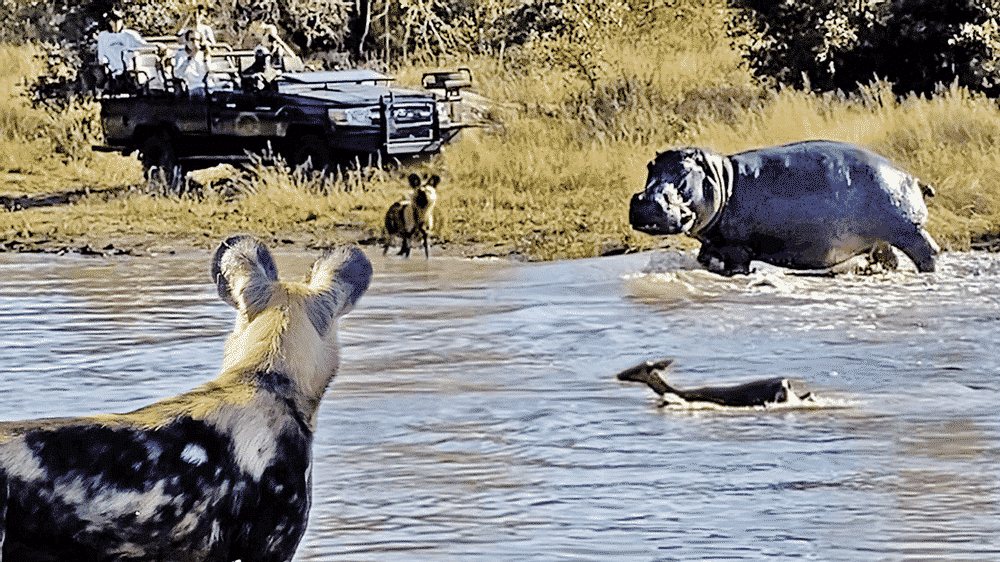 Battle Between Wild Dogs, Hippo & Impala