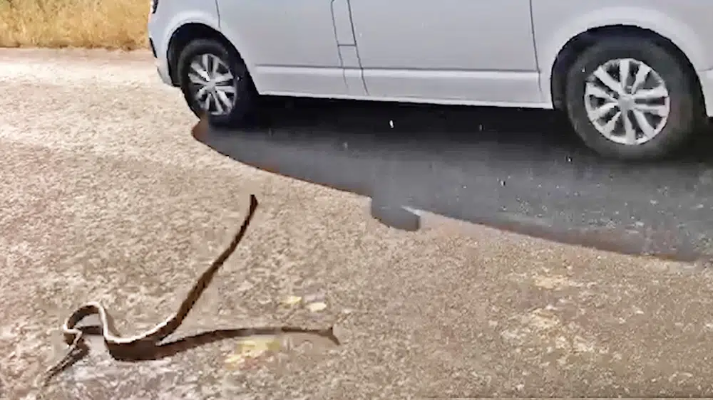 Python Crawls Inside Car After Striking at it!