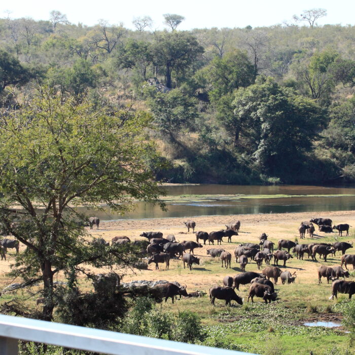 Mjejane Reserve - Herd of Buffalo