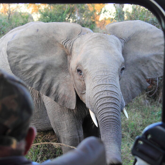 Mjejane Reserve - Elephant