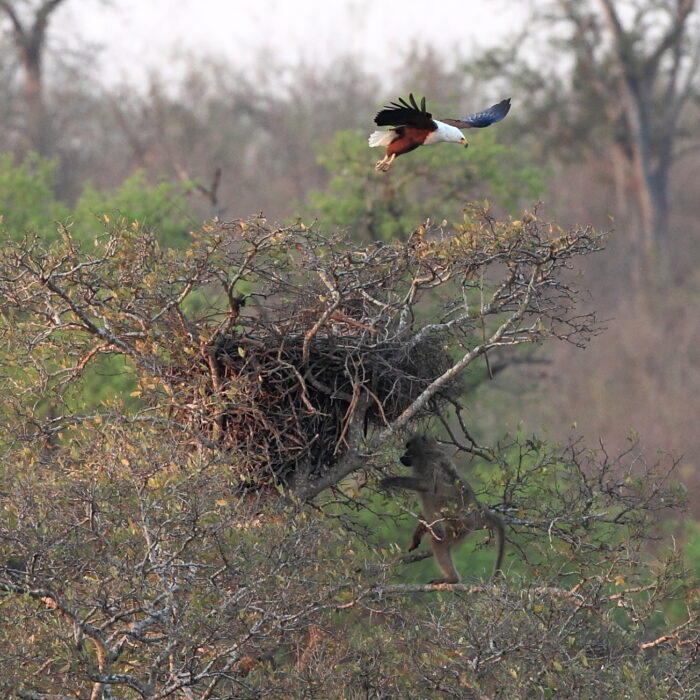 Mjejane Reserve - African Fish Eagle