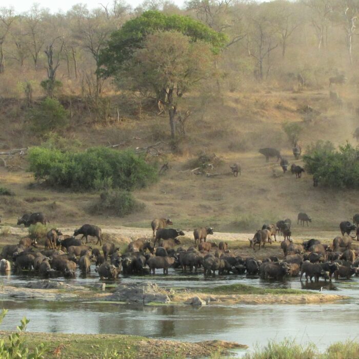 Mjejane Reserve - Herd of Buffaloes