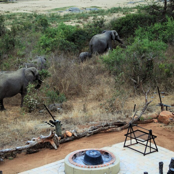Sharing a meal with elephants