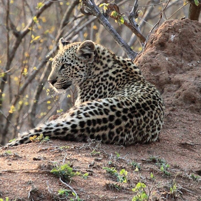 Mjejane Game Reserve - Leopard