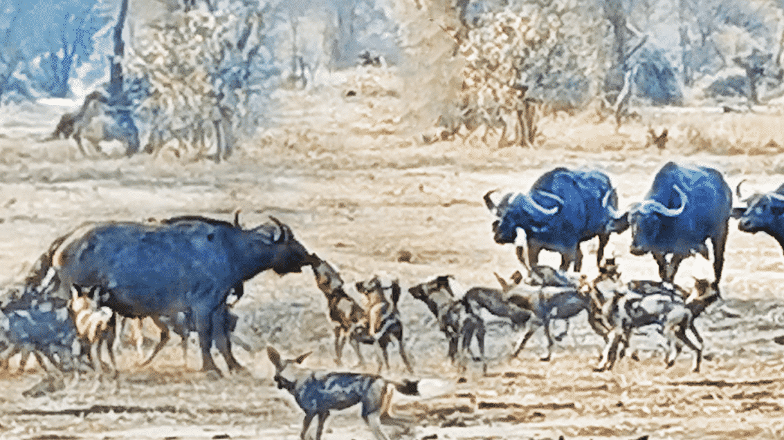 Wild Dogs Take Down Adult Buffalo