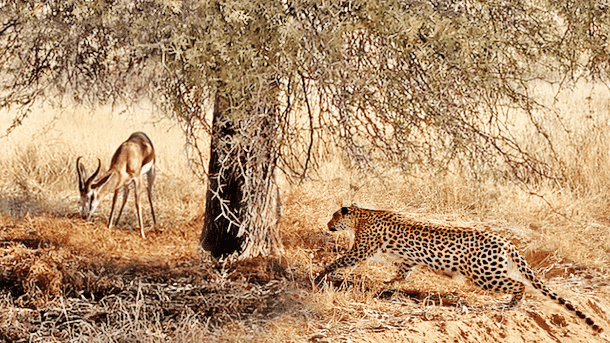 Buck Doesn’t See the Leopard Behind This Tree…