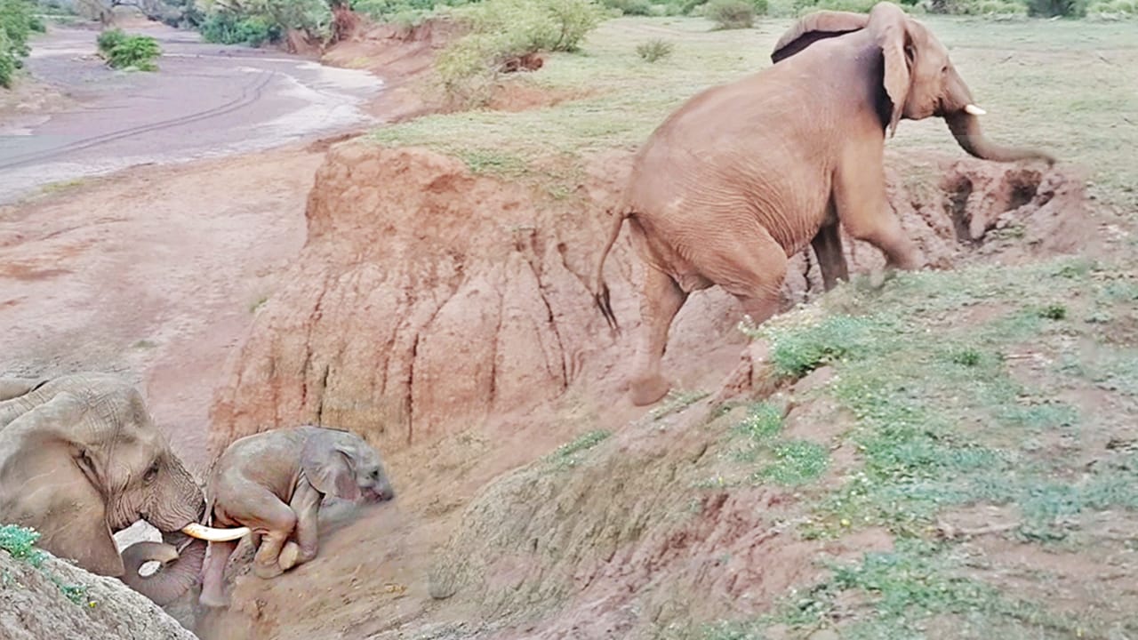 Baby Elephant Stuck on Cliff Gets Helping Hand
