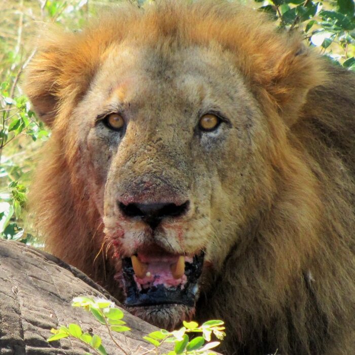 Mjejane Game Reserve - Lion Hunt