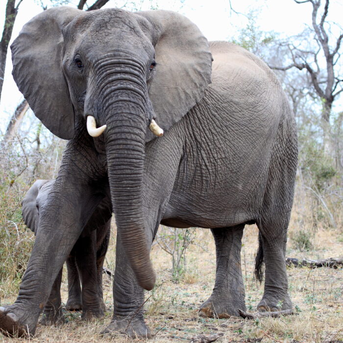 Mjejane Game Reserve - Elephant