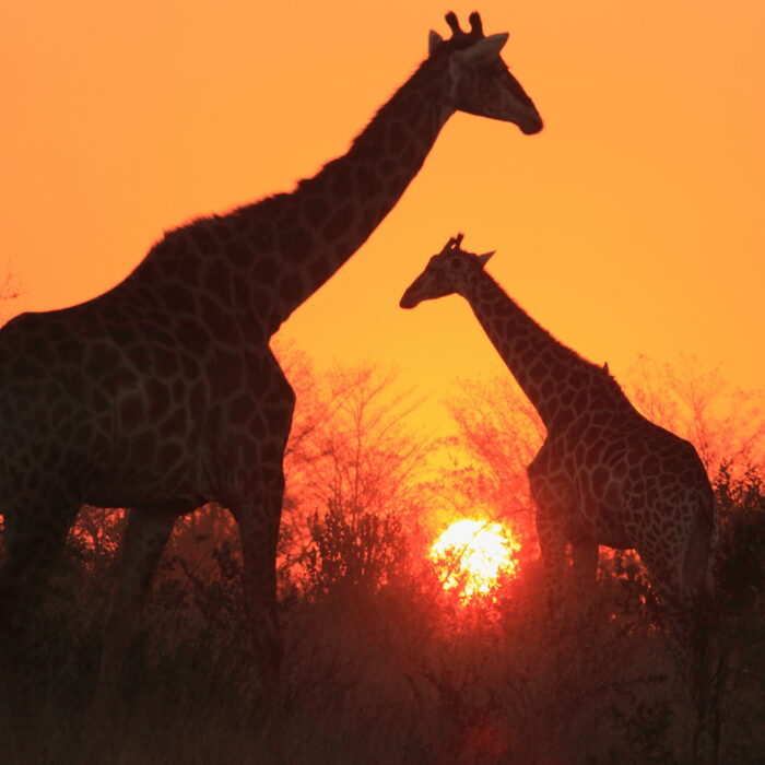 Mjejane Game Reserve - Giraffes