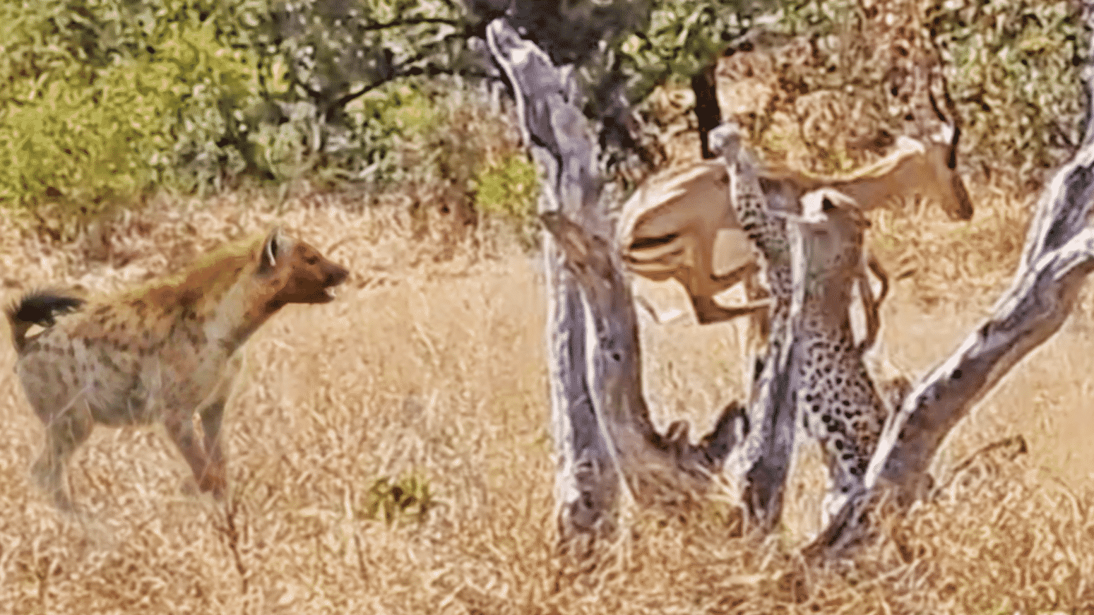 Leopard Catches Impala, Loses it to Hyena, then Fights Back