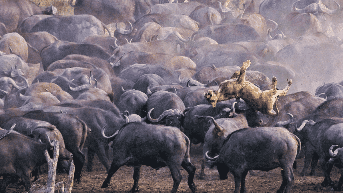 Herd of 100+ Buffalo Kill a Lioness