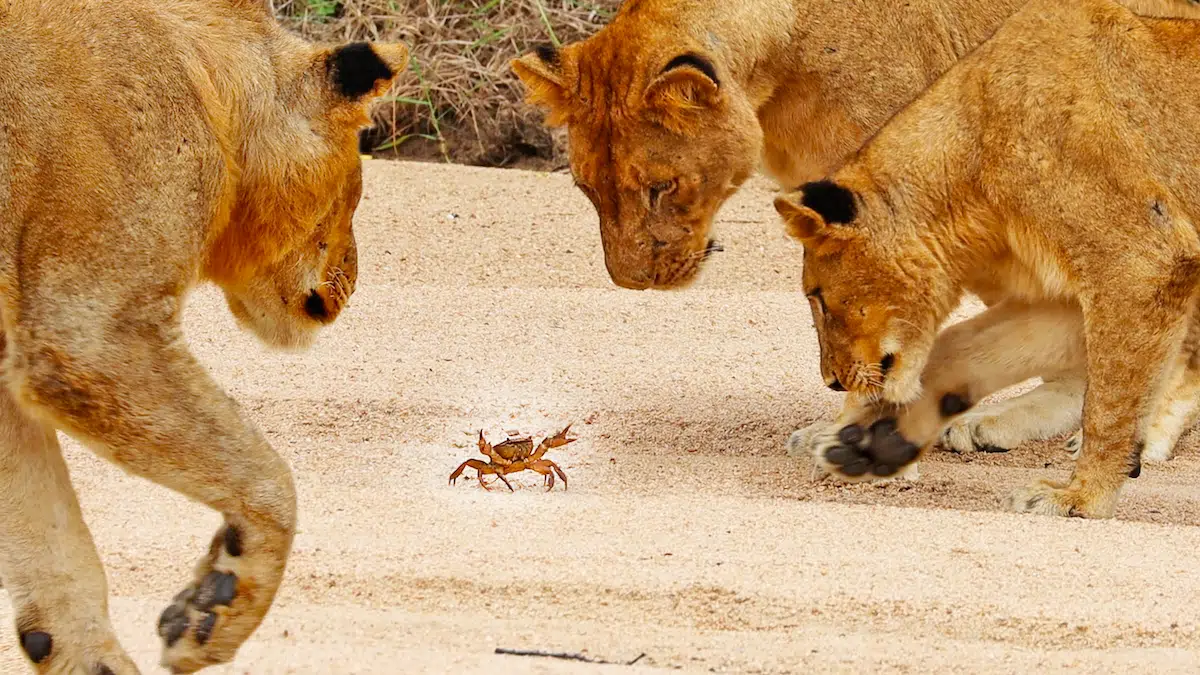 1 Crab Takes on Pride of Lions