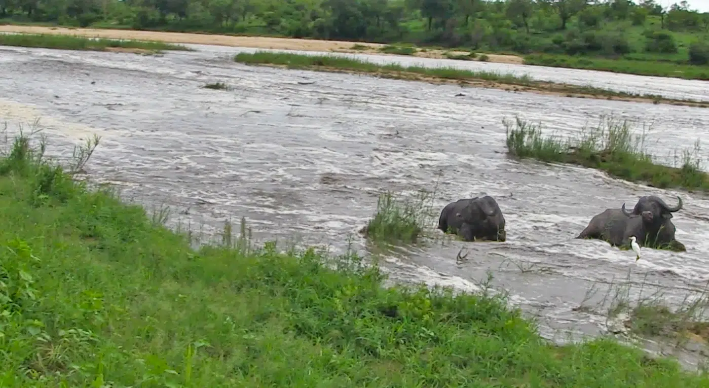 Sleeping Buffaloes Don’t Realize the River Is Flooding Around Them!