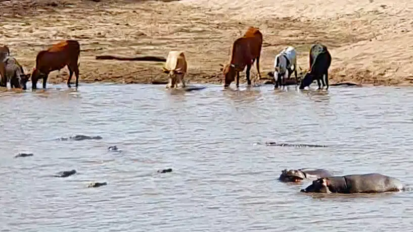 Crocodiles Catch Cow Then Hippos Steal It!