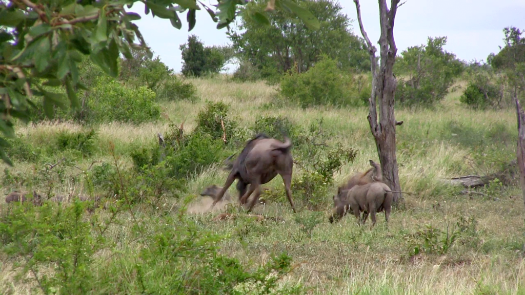 Wildebeest Tries Saving her Calf From Leopard & Warthogs