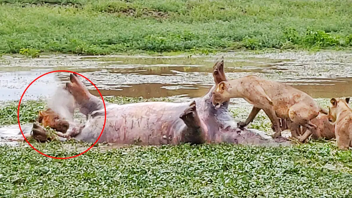 Dead Hippo Shoots at Lions