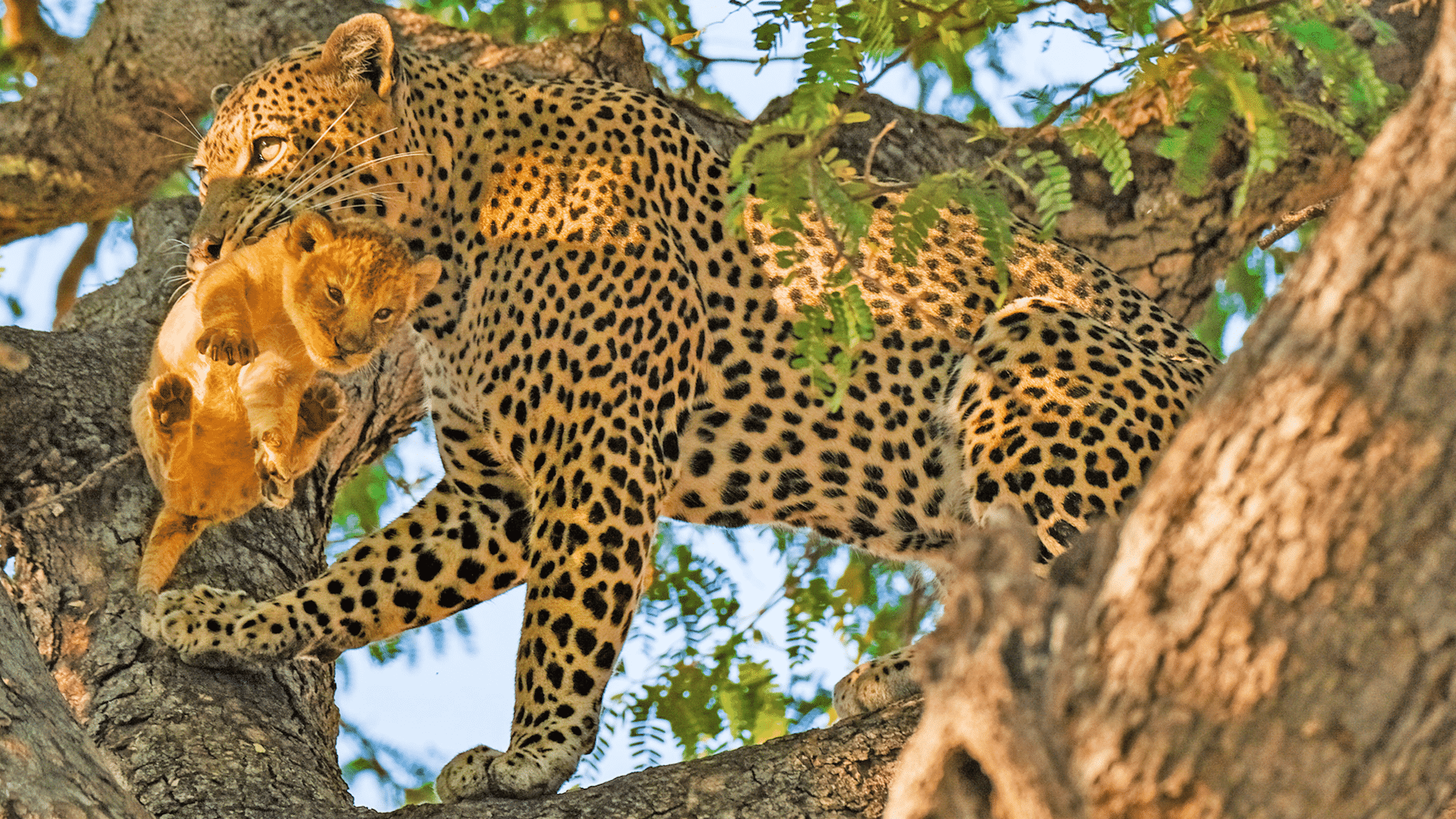 Leopard Steals Lion Cub