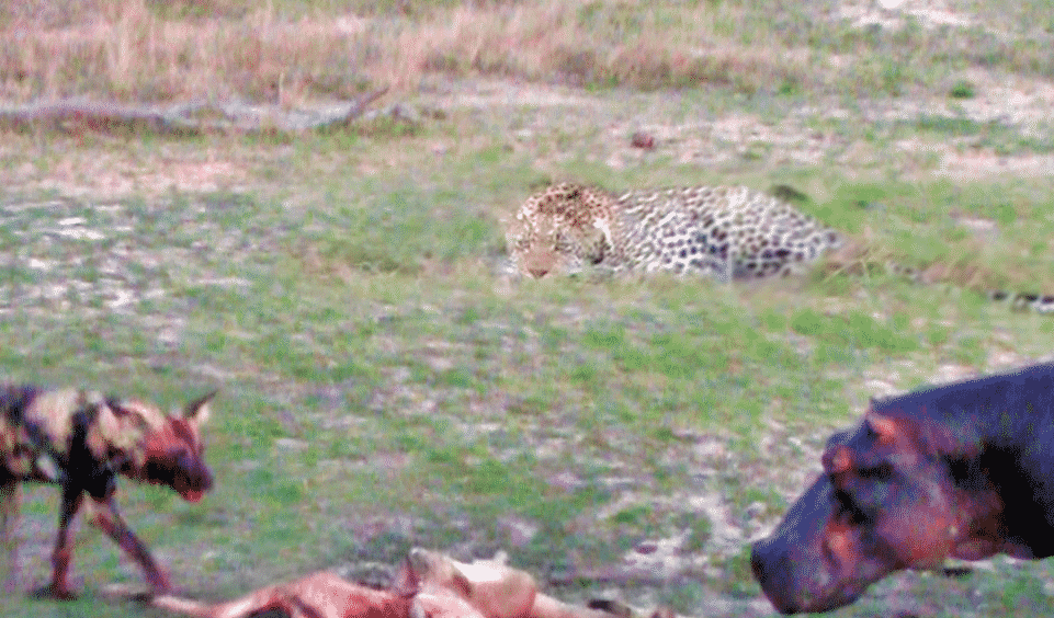 Pregnant Impala vs Leopard vs Wild Dogs vs Hyena vs Hippos