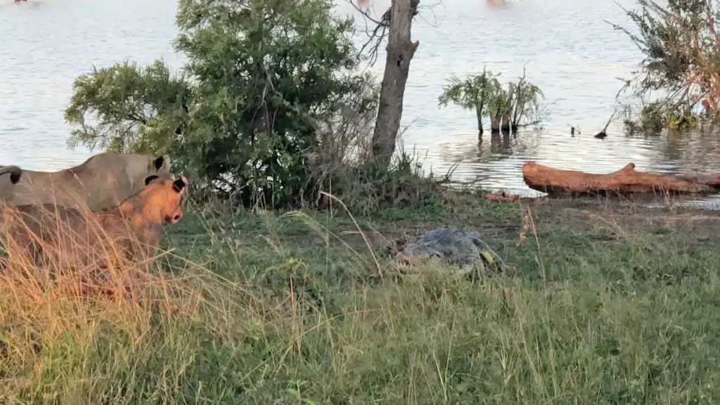 Crocodile tries to steal waterbuck scraps from 5 lions