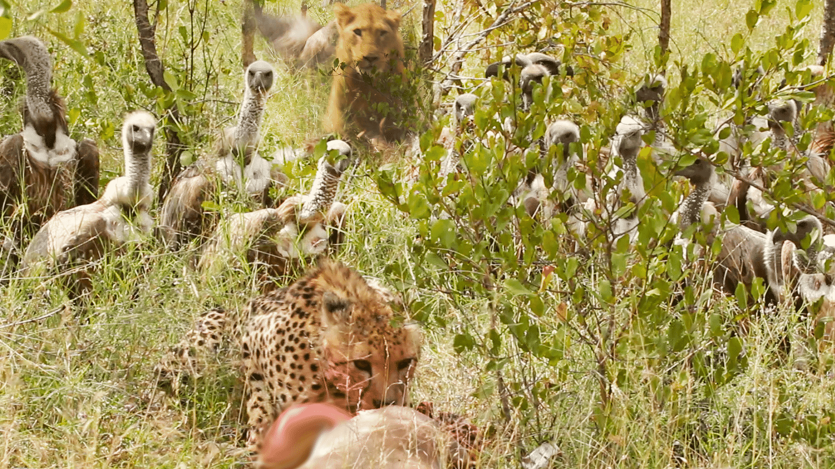 Lion Steals from Vultures that Stole from Cheetah