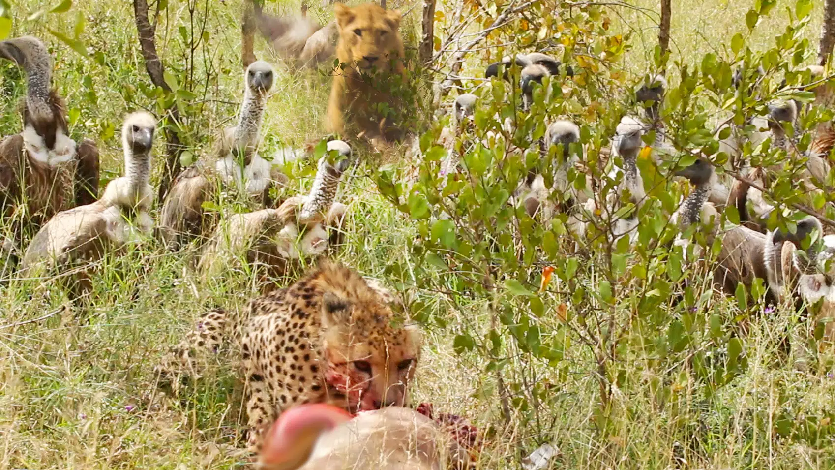 Lion Steals from Vultures that Stole from Cheetah