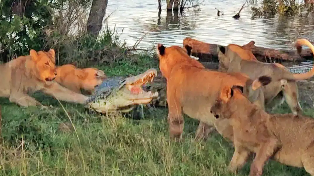 Cornered Crocodile is Forced to Attack 5 Lions