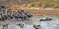 Watch this nonstop and dramatic back and forth action that occurred when a pride of 30 lions targeted a thirsty herd of buffalo. The herd comes back and tries its best to rescue the calves of the herd.